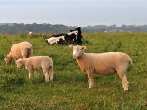 moutons vache